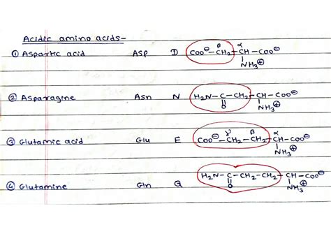 Acidic Amino acids | PDF