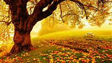 Pretty Fall Backgrounds by Pretty Autumn Day Wallpaper And Background Image Pretty Fall Backgrounds