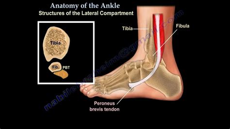 Anatomy Of The Foot & Ankle - Everything You Need To Know - Dr. Nabil ...