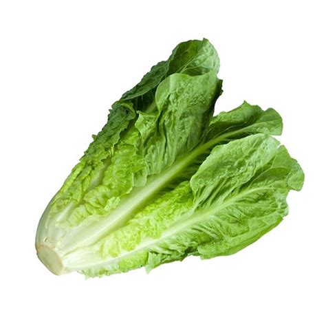 حزمة واحدة من الخس Lettuce 1 Bunch