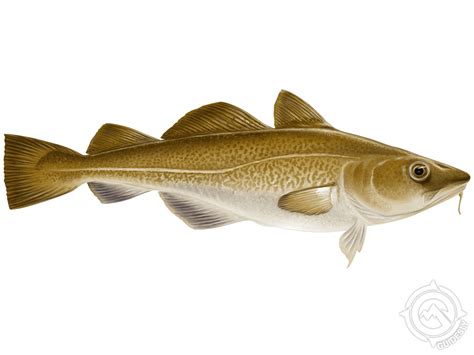 Image result for Atlantic Cod Fishing