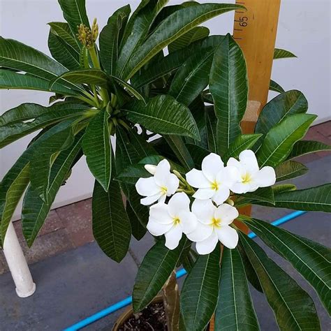 Cloud Farm Live White Champa/Plumeria/Champak/Kathchapa/Wood champa ...