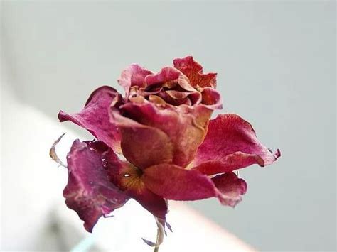 心理测试：哪一朵玫瑰花是失去爱而干枯，测为什么你的婚姻会失败 _对方