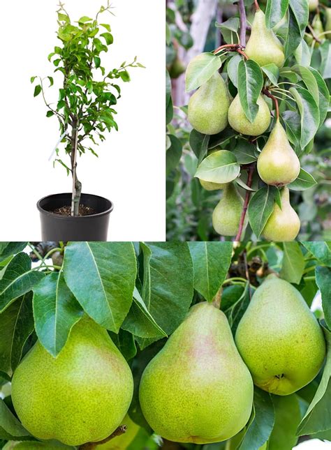 Pear babugosha dwarf grafted live trees Naspati hybrid Pear Fruit Plan ...
