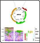 HPV DNA PCR