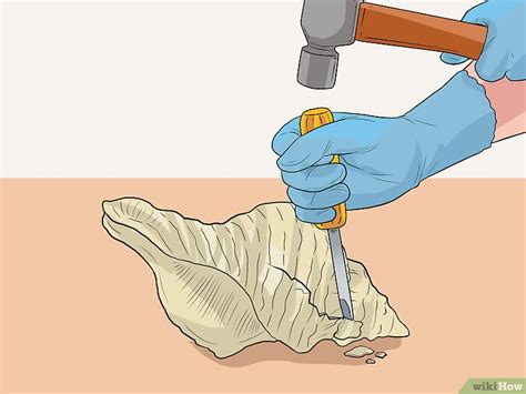 Image result for How to Remove Fossilized White From Conch Shells