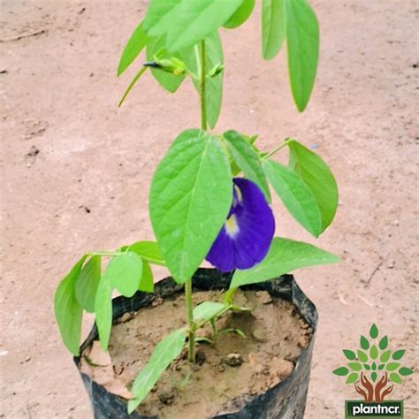 Aprajita ( blue )plant in 4 inch polybag – Plantncr