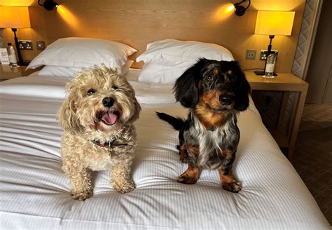 Dog-friendly hotels: 21 places in the UK that love pooches