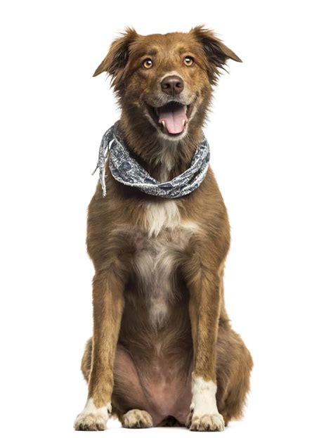 Australian Shepherd Lab Mix Dog at Robert Bible blog