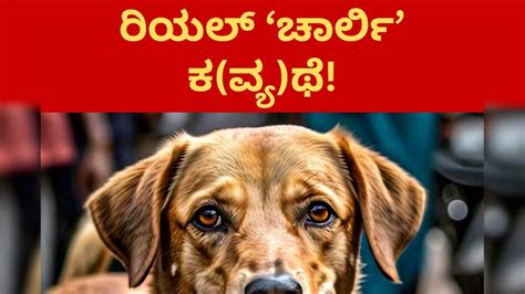 Dog: ಹೃದಯಾಘಾತದಿಂದ ಮಾಲೀಕ ಸಾವು, ಆತನಿಗಾಗಿ ಆಸ್ಪತ್ರೆಯಲ್ಲೇ ಕಾಯುತ್ತಿದೆ ನಾಯಿ ...