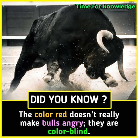 Bulls Color Blind ~ wallpaper andri