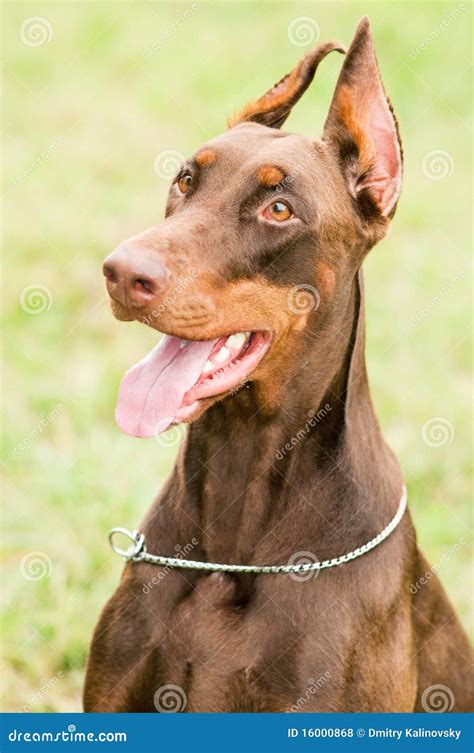 Happy Brown Doberman Royalty Free Stock Photos - Image: 16000868