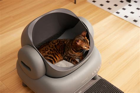 Cat Zoomies: What’s the Deal?