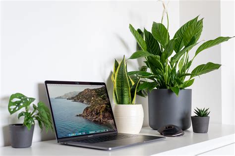 5 Great Office Plants: Low-Light and Low-Maintenance | Almanac.com