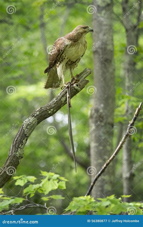 Redtail Hawk in a Tree, Feeding on a Garter Snake. Stock Image - Image ...