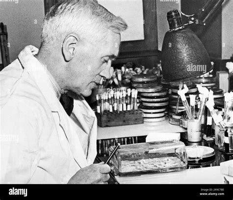 London, England: December 24, 1943 Professor Alexander Fleming examining cultures of penicillin ...