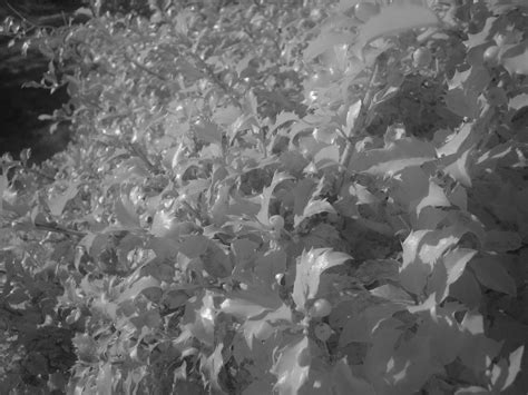 Canon PowerShot SD400 Infrared Cut-off Filter Removal | Matthew Petroff