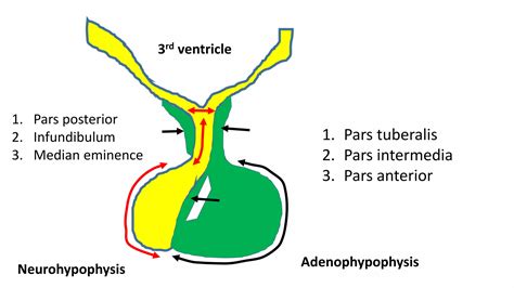 Pituitary gland- Anatomy, histology and embryology | PDF