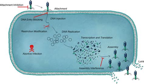 How Bacteria Defend Themselves Against Phages