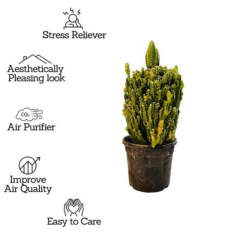 Cereus Fairy Castle Cactus Live Plant in 4 Inch Pot – Hug A Plant