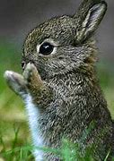 Image result for Cute Bunnies Tumblr