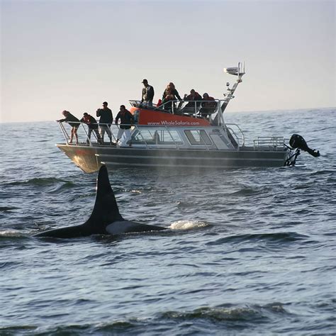 Gästegalerie Tofino | Walbeobachtung - West Coast Aquatic Safaris
