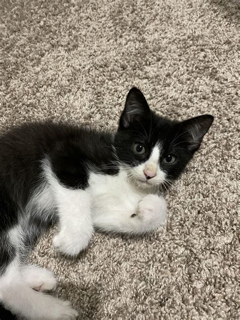 8 week old kitten, absurd names appreciated : r/NameMyCat