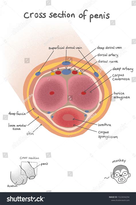 Illustration Cross Sectional View Human Penis 库存插图 1522694294 ...
