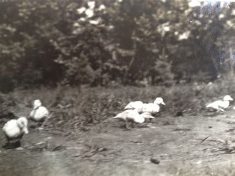 Image result for Ducklings Running