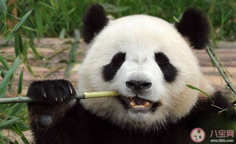 招聘大熊猫饲养员数百份简历零录取 大熊猫饲养员要求有多高 _八宝网