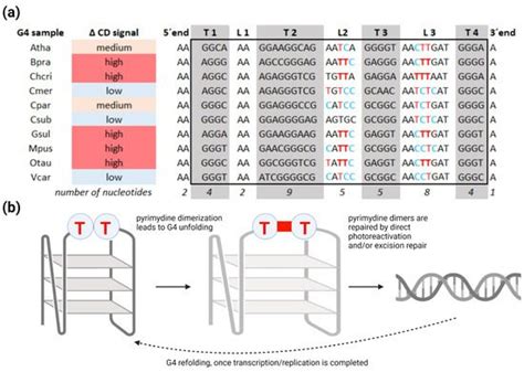 G-Quadruplex in Gene Encoding Large Subunit of Plant RNA Polymerase II ...