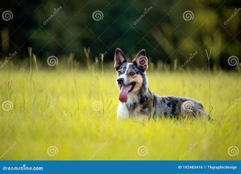 Australian Herding Dog