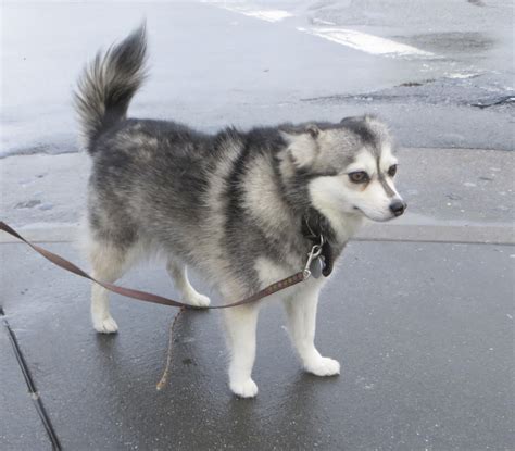 Alaskan Klee Kai - Puppies, Rescue, Pictures, Information, Temperament ...