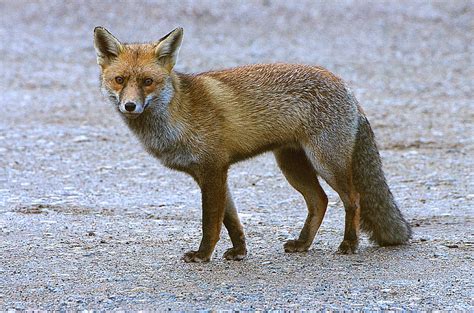 Fox Drawing for Kids 的图像结果