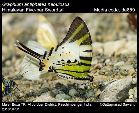 Graphium antiphates | Butterfly