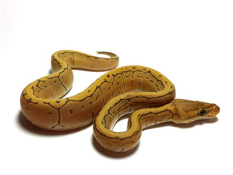 Image result for Pin Strip Ghost Ball Python