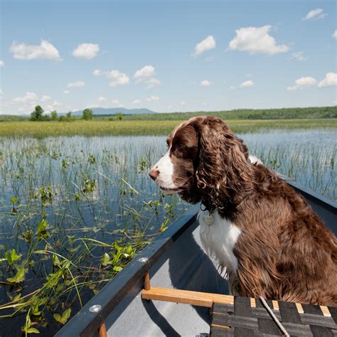 What does cancer smell like? These animals can sniff it out | National Geographic