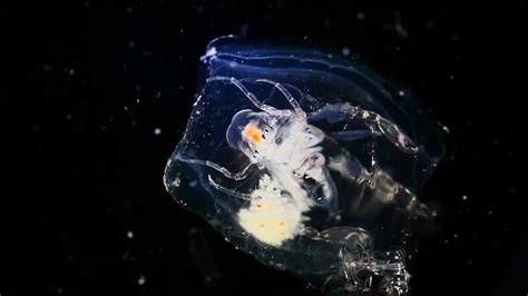 Image result for Alien Parasite Worm