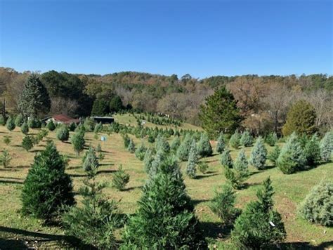 Absolutely Alabama: Pine Hill Farms White Christmas