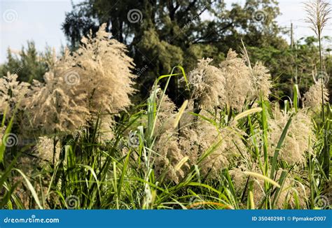 Chinese Silver Grass Miscanthus Sinensis In Modern Loft Cafe Terrace ...