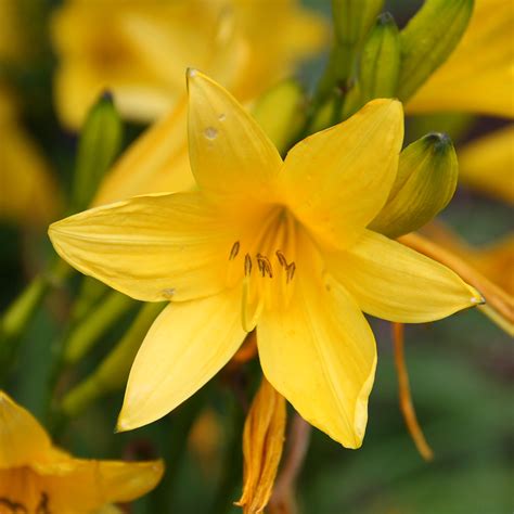Photos of Nature: Names And Photos Of Yellow Flowers