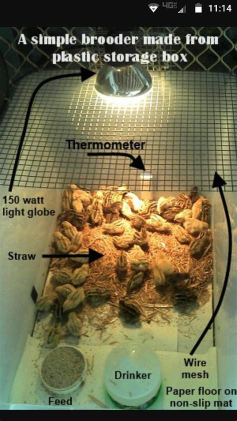 Image result for Homemade Quail Brooder Tutorial
