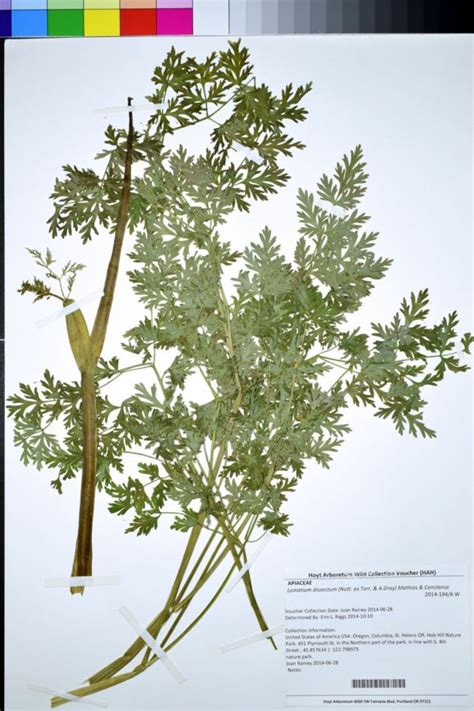 Lomatium dissectum - fern-leaf desert parsley | Hoyt Arboretum ...