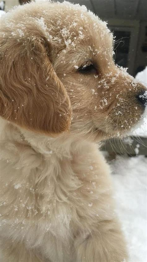 Maxi Cockapoo 的图像结果