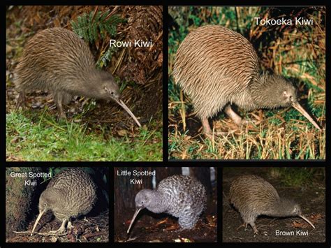 Species Of Kiwi