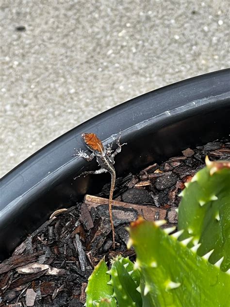 Family of Lizards Protecting my Aloe! : r/succulents