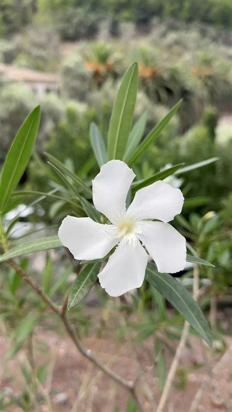 Jasmine Sherni Onlyfans Porn