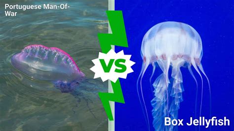 Box Jellyfish Sting Comparison at Kurt Scott blog