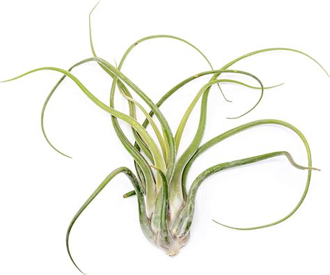 Air plant shop XL Tillandsia Caput Medusae air Plants- Wholesale and ...
