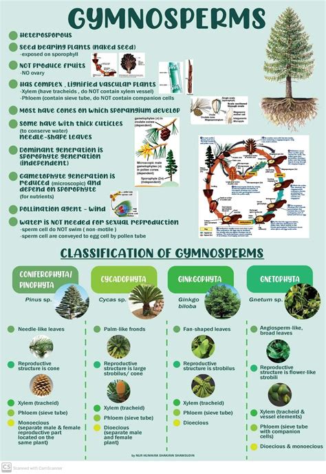 Classification Of Gymnosperms